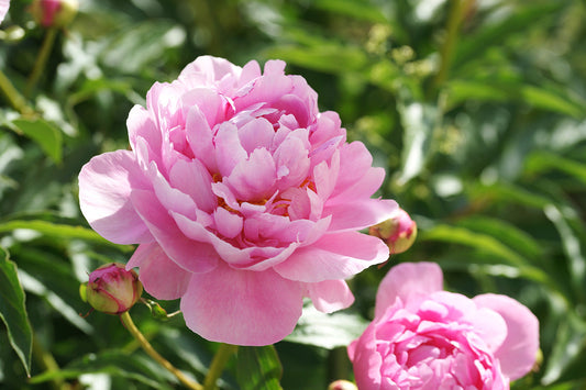 Why Peonies are Perfect! (for florists and DIY enthusiasts alike)