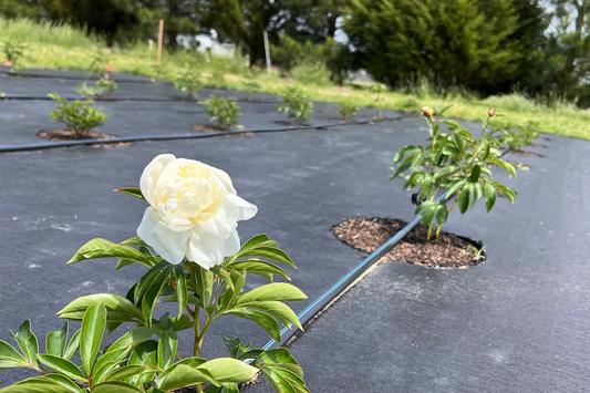 Why Peonies Cost More (and Why We Love Growing Them for You)