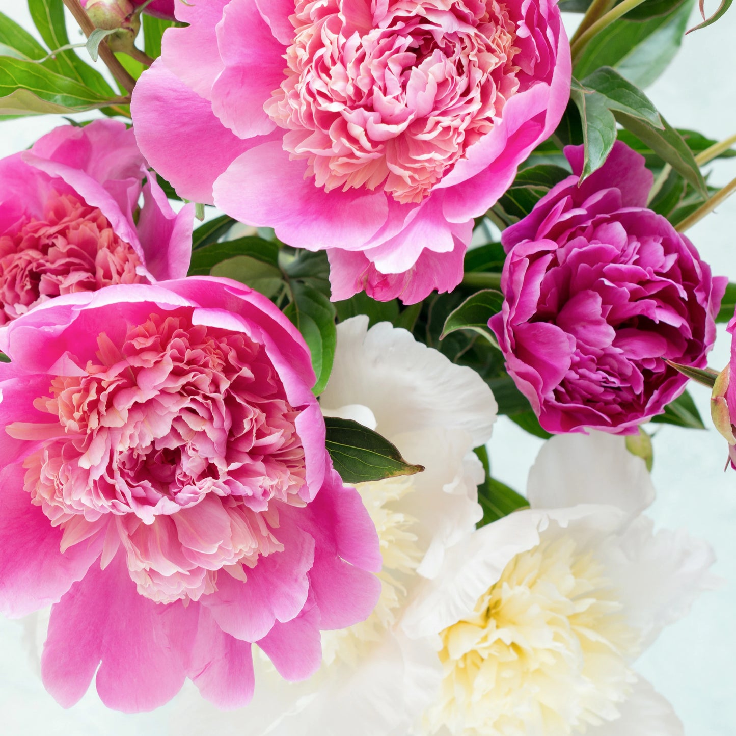 Mother's Day Peony Delivery - May 8th